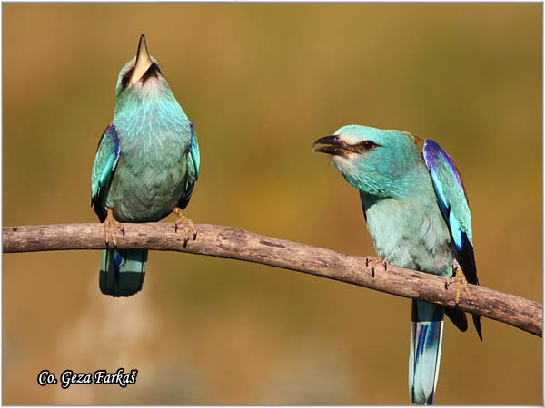 40_european_roller.jpg - European Roller, Coracias garrulus, Modrovrana,  Mesto - Location:  Mali pesak  - Hajdukovo, Serbia