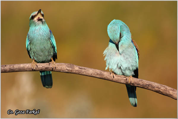 41_european_roller.jpg - European Roller, Coracias garrulus, Modrovrana,  Mesto - Location:  Mali pesak  - Hajdukovo, Serbia