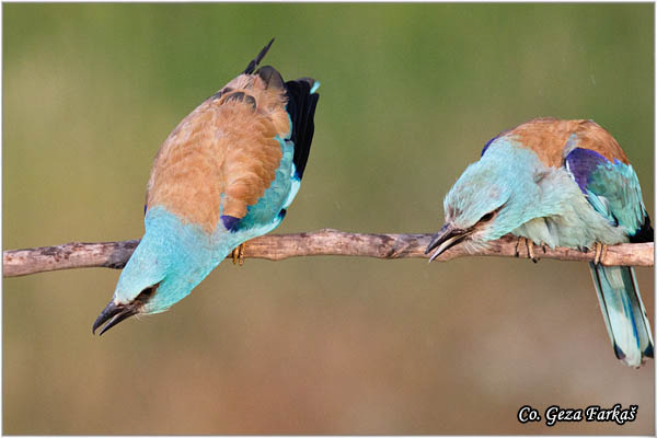 43_european_roller.jpg - European Roller, Coracias garrulus, Modrovrana,  Mesto - Location:  Mali pesak  - Hajdukovo, Serbia