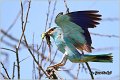 02_european_roller