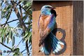 11_european_roller