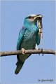 16_european_roller