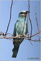 17_european_roller