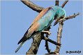 18_european_roller