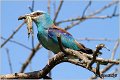 19_european_roller