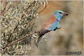 23_european_roller