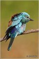 25_european_roller