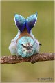 26_european_roller