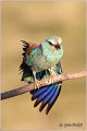 27_european_roller