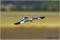 33_european_roller