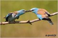 38_european_roller