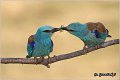 39_european_roller