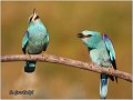 40_european_roller