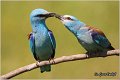 42_european_roller