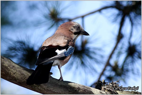 001_jay.jpg - Jay, Garrulus glandarius, Kreja, Mesto - Location: Tara, Serbia