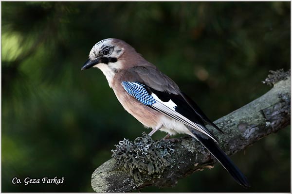 002_jay.jpg - Jay, Garrulus glandarius, Kreja, Mesto - Location: Tara, Serbia