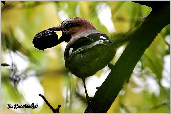 003_jay.jpg - Jay, Garrulus glandarius, Kreja, Mesto - Location: Fruka gora, Serbia