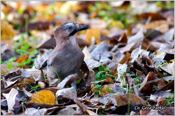 004_jay.jpg - Jay, Garrulus glandarius, Kreja, Mesto - Location: Novi Sad, Serbia