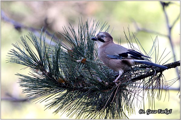 005_jay.jpg - Jay, Garrulus glandarius, Kreja, Mesto - Location: Novi Sad, Serbia