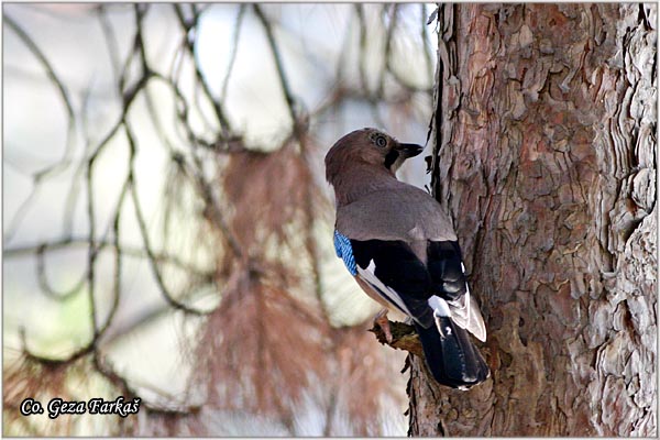 006_jay.jpg - Jay, Garrulus glandarius, Kreja, Mesto - Location: Novi Sad, Serbia