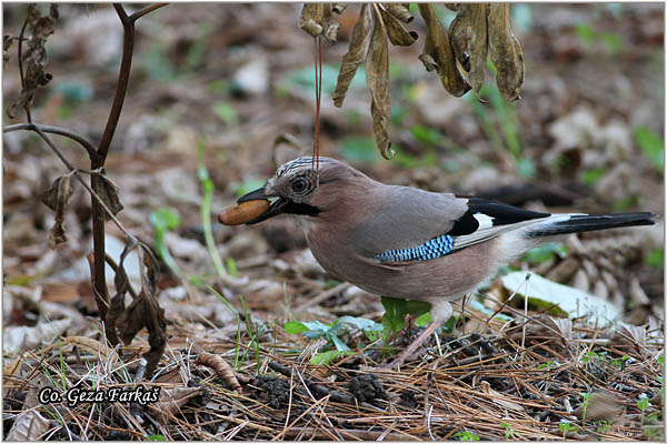 007_jay.jpg - Jay, Garrulus glandarius, Kreja, Mesto - Location: Novi Sad, Serbia