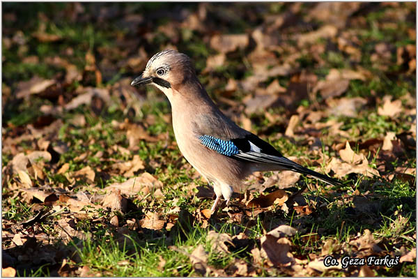 008_jay.jpg - Jay, Garrulus glandarius, Kreja, Mesto - Location: Mokra gora , Serbia