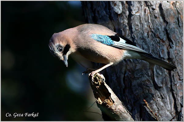 009_jay.jpg - Jay, Garrulus glandarius, Kreja, Mesto - Location: Novi Sad, Serbia