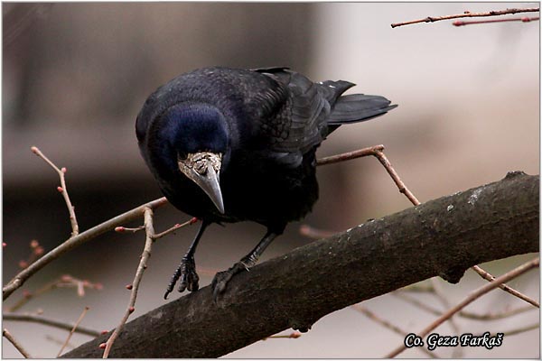 100_rock.jpg - Rock, Corvus frugilegus, Gacac, Mesto - Location, Novi Sad, Serbia