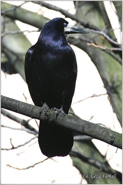 101_rock.jpg - Rock, Corvus  frugilegus, Gacac, Mesto - Location, Novi Sad, Serbia