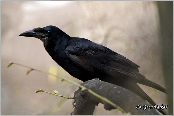 102_rock.jpg - Rock, Corvus  frugilegus, Gacac, Mesto - Location, Novi Sad, Serbia