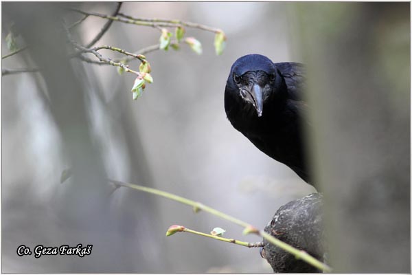 103_rock.jpg - Rock, Corvus frugilegus, Gacac, Mesto - Location, Novi Sad, Serbia