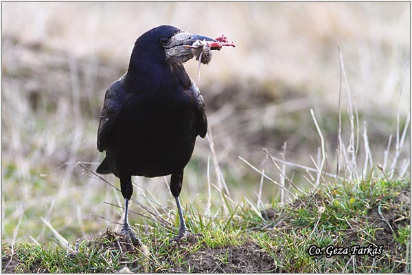 104_rock.jpg - Rock, Corvus frugilegus, Gacac, Mesto - Location, Rusanda, Serbia