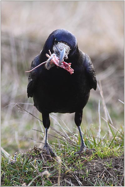 105_rock.jpg - Rock, Corvus frugilegus, Gacac, Mesto - Location, Rusanda, Serbia