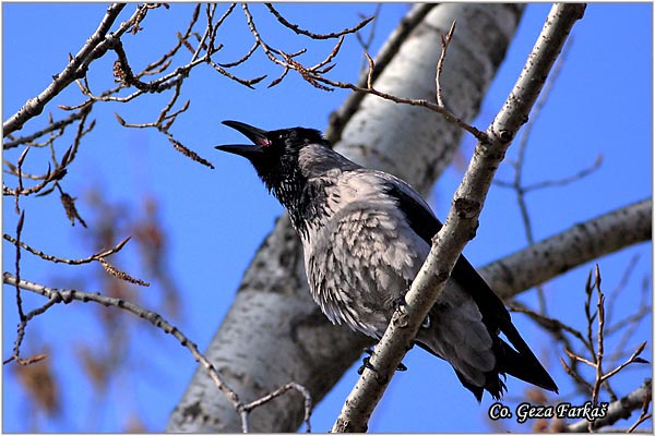 200_hooded_crow.jpg - Hooded Crow, Corvus cornix, Siva vrana, Mesto - Location: Novi Sad , Serbia