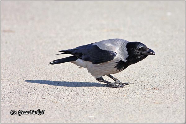 201_hooded_crow.jpg - Hooded Crow, Corvus cornix, Siva vrana, Mesto - Location: Novi Sad , Serbia