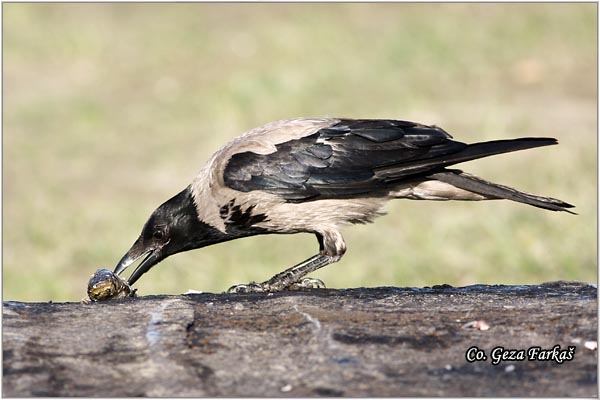 202_hooded_crow.jpg - Hooded Crow, Corvus cornix, Siva vrana, Mesto - Location: Novi Sad , Serbia