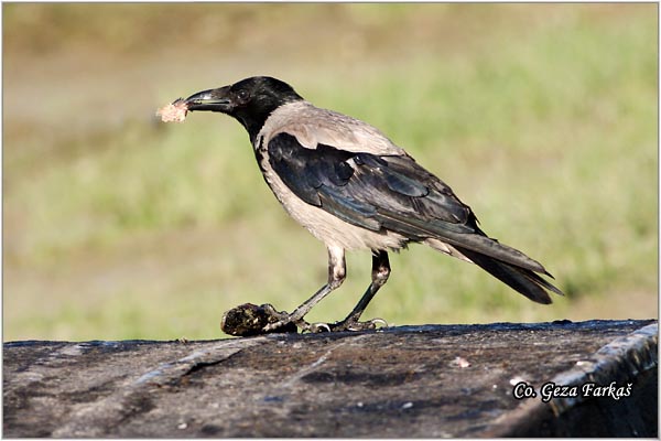 203_hooded_crow.jpg - Hooded Crow, Corvus cornix, Siva vrana, Mesto - Location: Novi Sad , Serbia