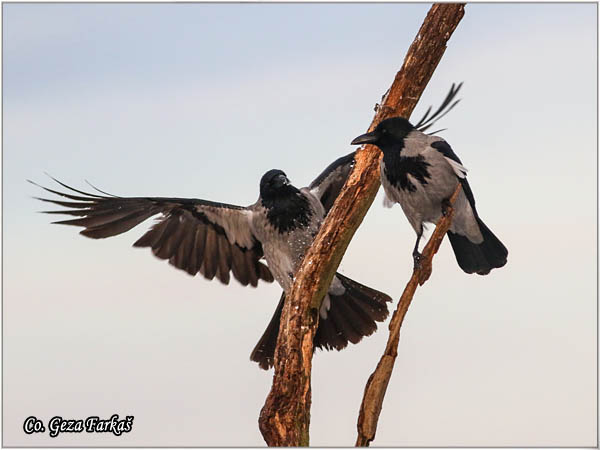 204_hooded_crow.jpg - Hooded Crow, Corvus cornix, Siva vrana, Mesto - Location: Subotica , Serbia