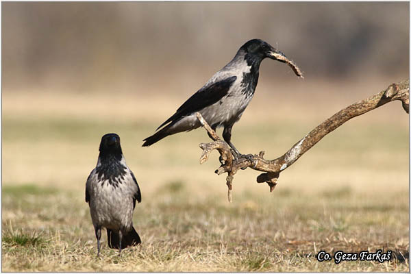 208_hooded_crow.jpg - Hooded Crow, Corvus cornix, Siva vrana, Mesto - Location: Subotica , Serbia