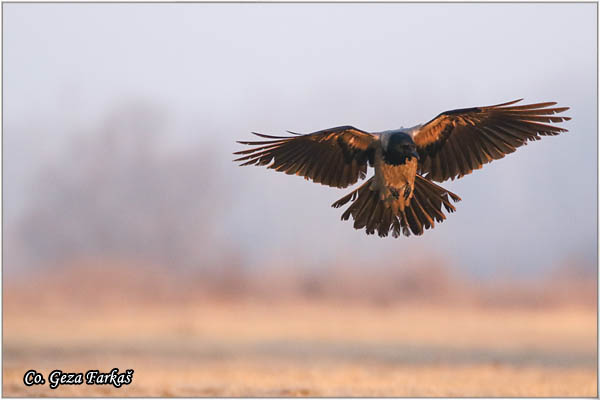 209_hooded_crow.jpg - Hooded Crow, Corvus cornix, Siva vrana, Mesto - Location: Subotica , Serbia