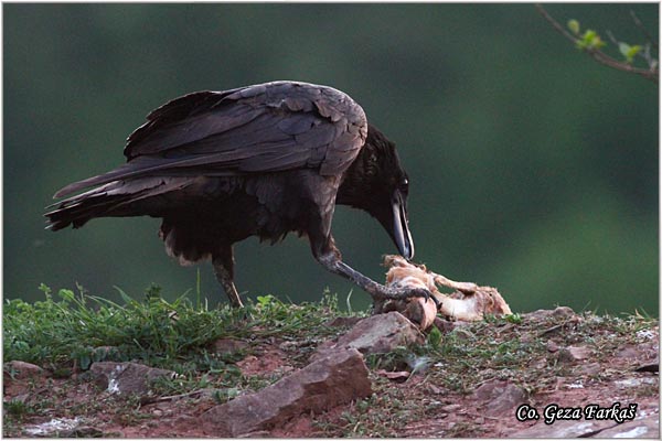 300_common_raven.jpg - Common Raven, Corvus corax, Gavran, Mesto - Location: Fruka gora , Serbia