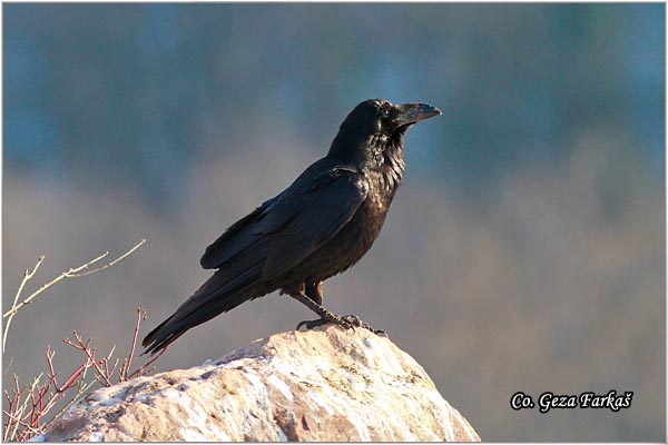 303_common_raven.jpg - Common Raven, Corvus corax, Gavran, Mesto - Location: Fruka Gora , Serbia
