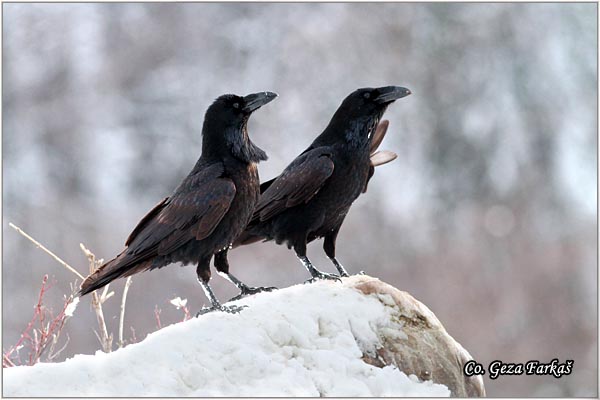 304_common_raven.jpg - Common Raven, Corvus corax, Gavran, Mesto - Location: Fruka gora , Serbia