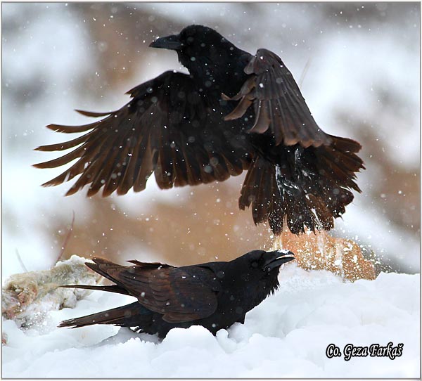 305_common_raven.jpg - Common Raven, Corvus corax, Gavran, Mesto - Location: Fruka gora , Serbia