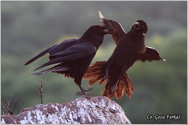 306_common_raven.jpg - Common Raven, Corvus corax, Gavran, Mesto - Location: Fruka gora , Serbia