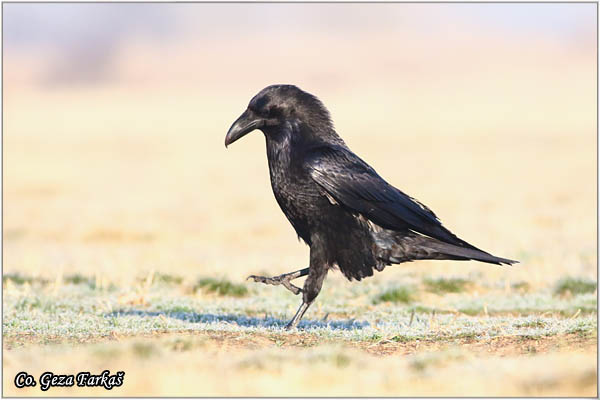 309_common_raven.jpg - Common Raven, Corvus corax, Gavran,  Mesto - Location: Subotica , Serbia