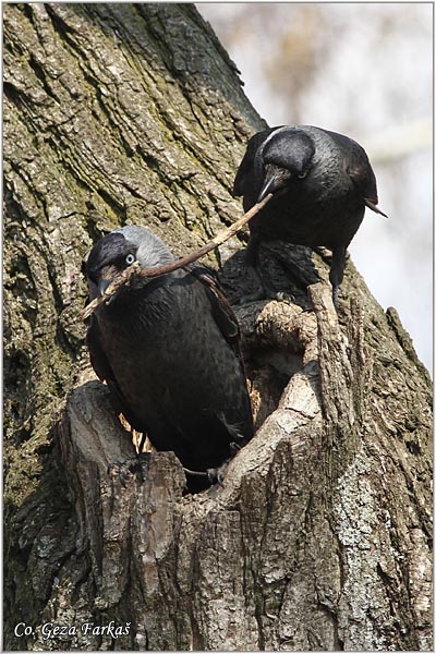 338_jackdaw.jpg - Jackdaw,  Corvus monedula, Cavka, Mesto - Location: Banja Rusanda , Serbia