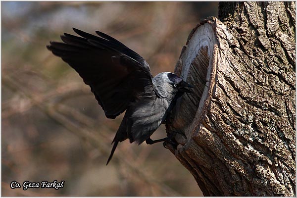 339_jackdaw.jpg - Jackdaw,  Corvus monedula, Cavka, Mesto - Location: Banja Rusanda , Serbia