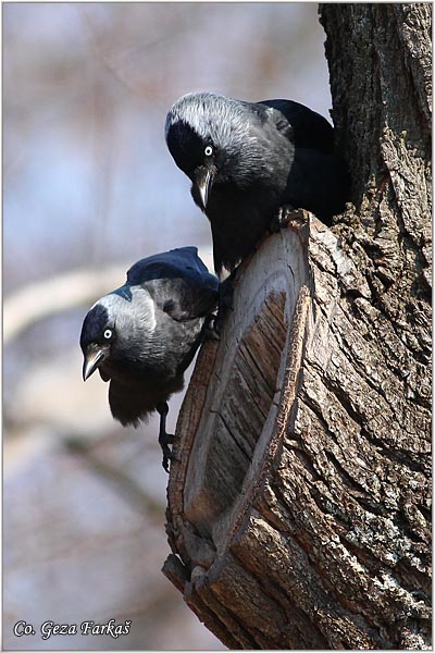 340_jackdaw.jpg - Jackdaw,  Corvus monedula, Cavka, Mesto - Location: Banja Rusanda , Serbia