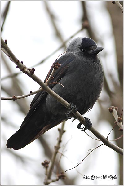 341_jackdaw.jpg - Jackdaw,  Corvus monedula, Èavka, Mesto - Location: Banja Rusanda , Serbia